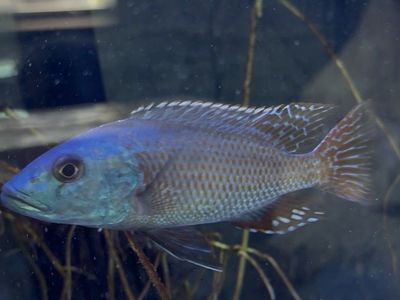 Fusco Cichlid
