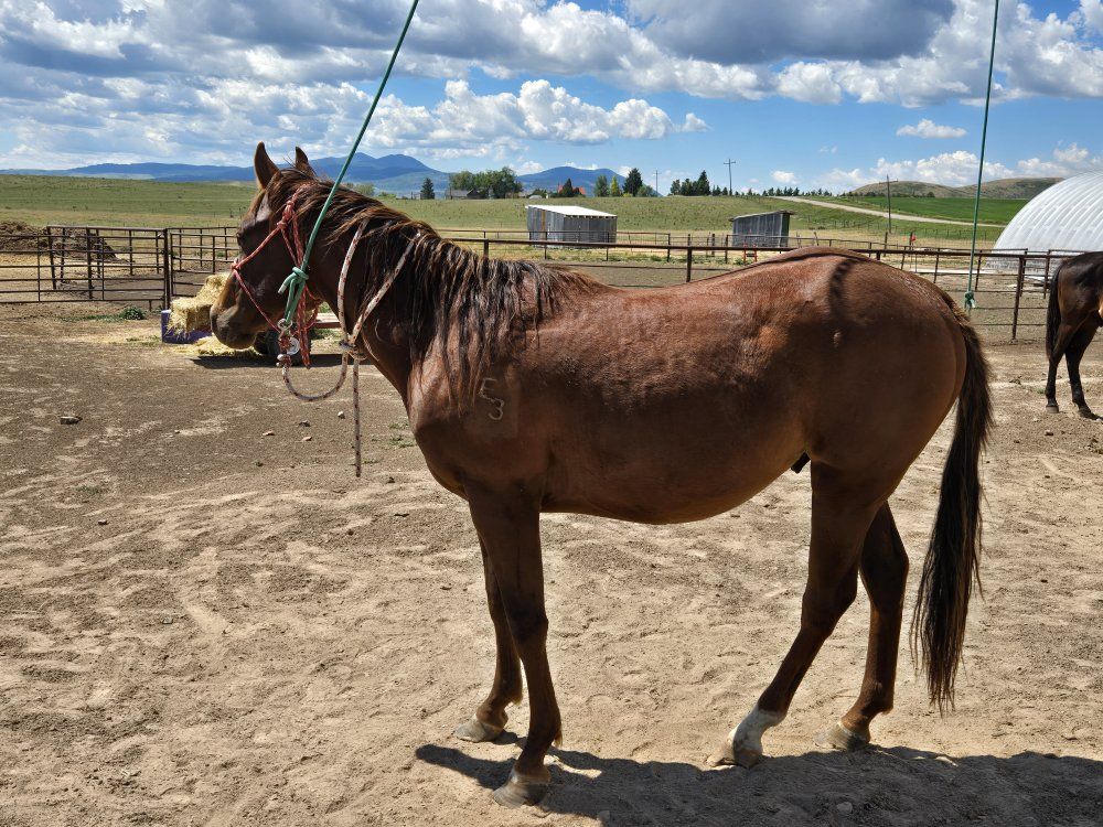 Nice AQHA 2024 stud colt