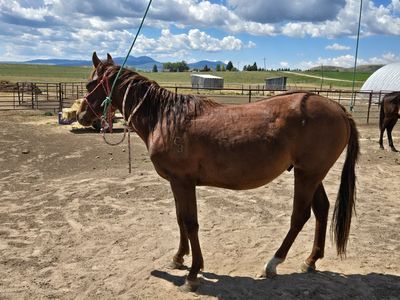 Nice AQHA 2024 stud colt