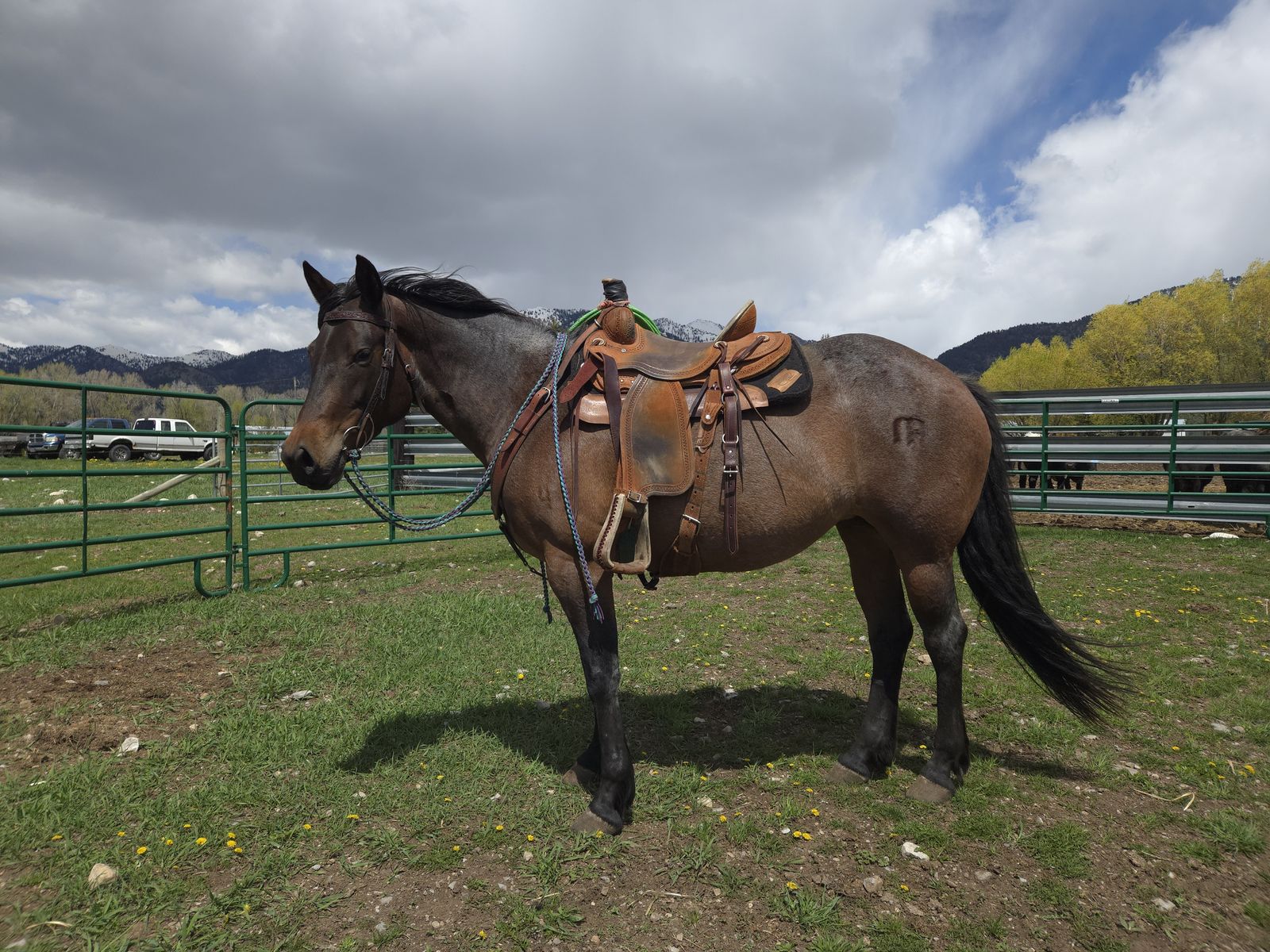 2016 Bay Roan Mare 