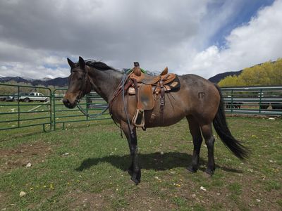 2016 Bay Roan Mare