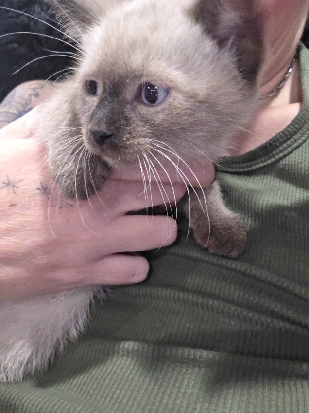Male Kittens 