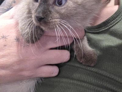 Male Kittens