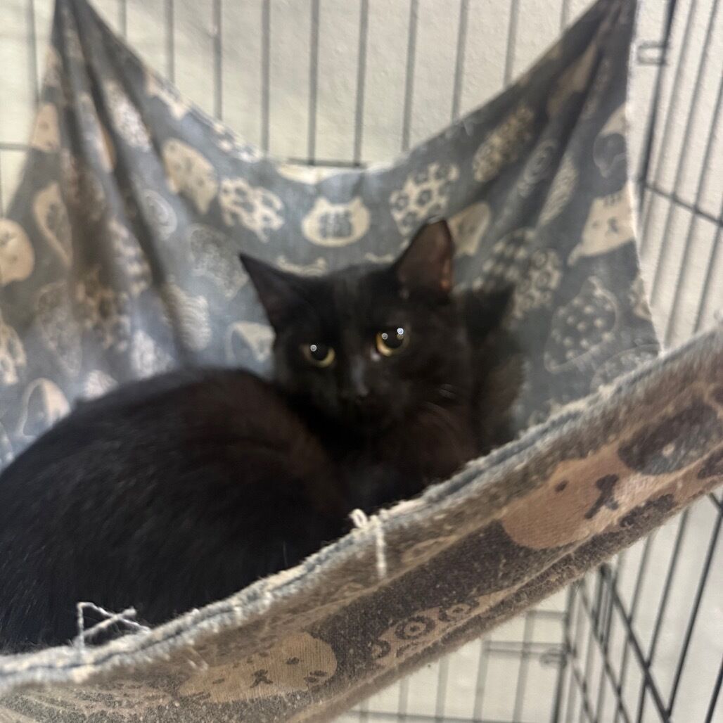 Domestic Short Hair