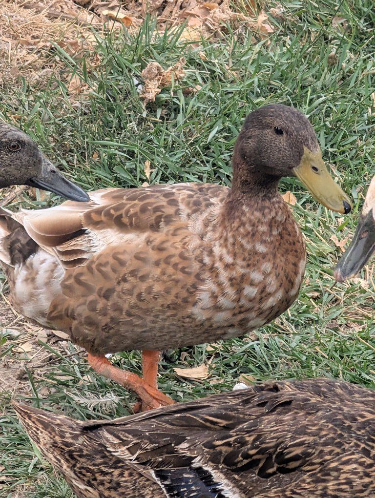 Adult Drake - Farm Animal for Sale