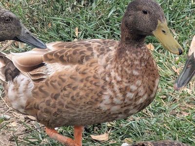 Adult Drake - Farm Animal for Sale