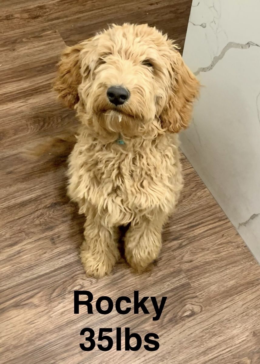 Mini golden doodles