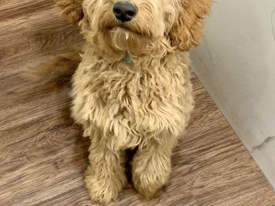 Mini golden doodles