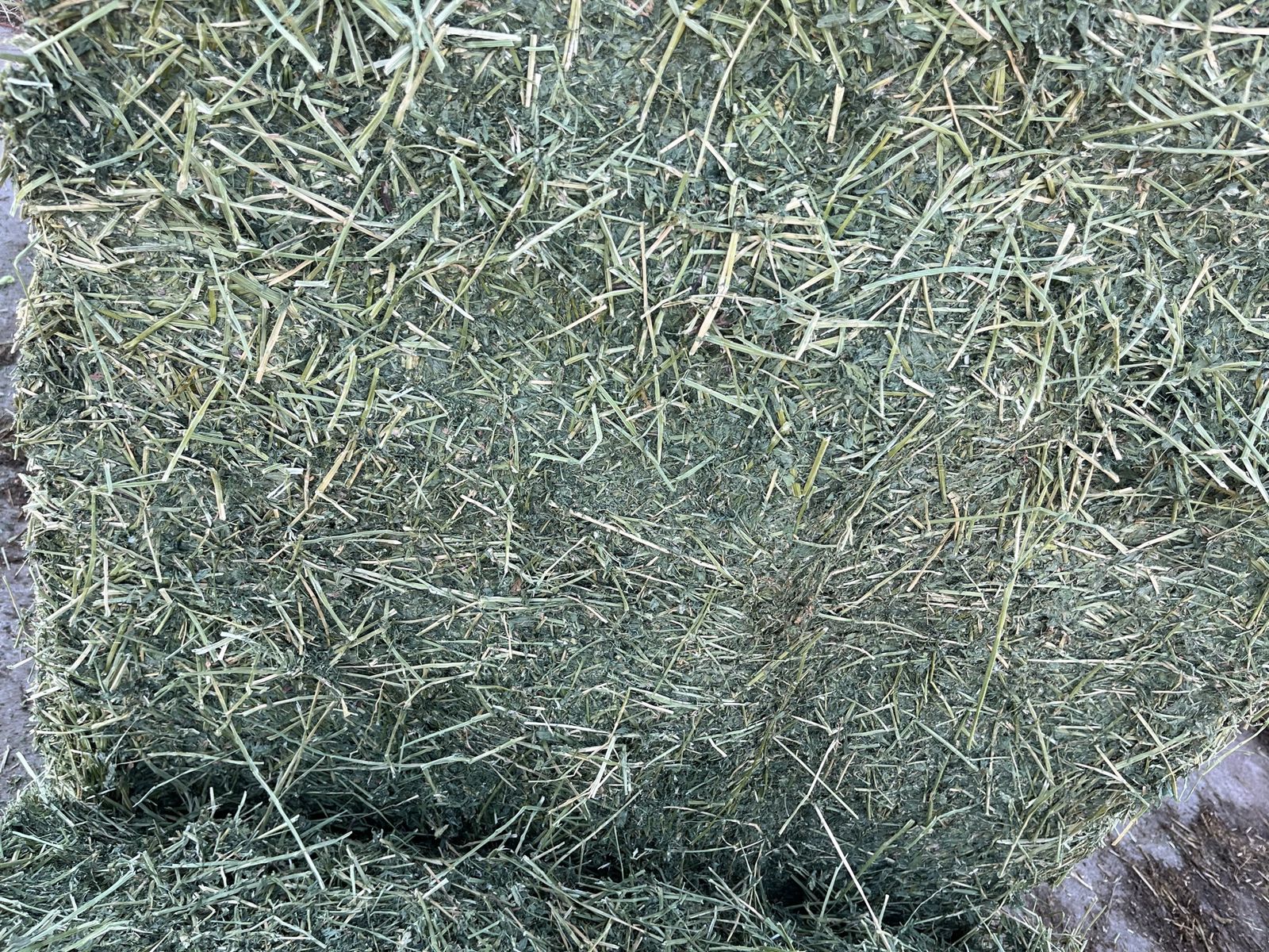 Premium 1st Crop Alfalfa Hay - Barn Stored, No Rain - 3x4 Bales & Small Bales Available
