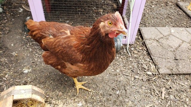 Rhode Island Red laying hens