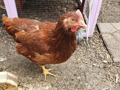 Rhode Island Red laying hens
