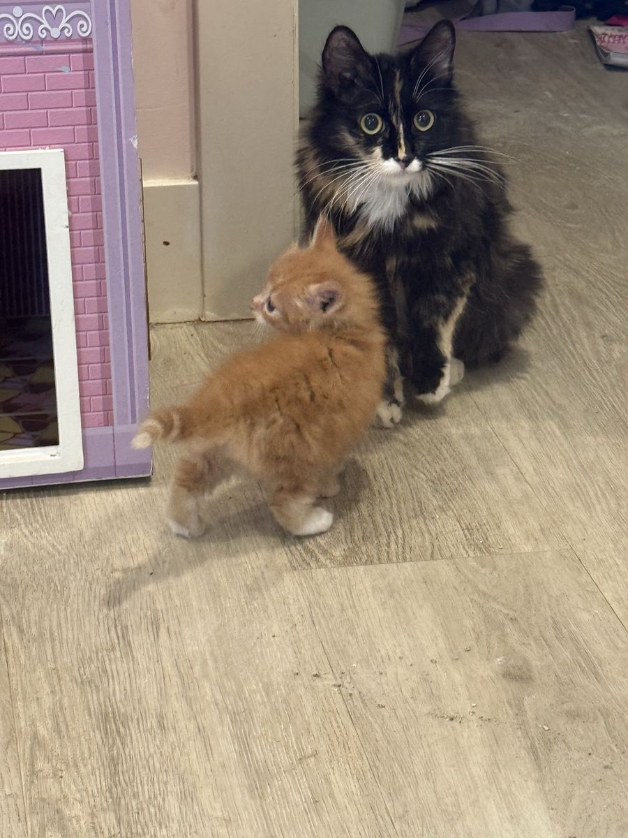 Mom & kitten! Adorable Long-Haired Male Kitten - 9 Weeks Old, Neutered & First Shots - Ready for Forever Home!