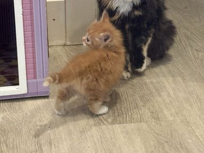 Mom & kitten! Adorable Long-Haired Male Kitten - 9 Weeks Old, Neutered & First Shots - Ready for Forever Home!