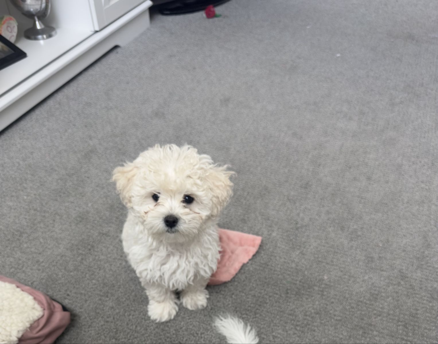 Adorable Female Maltipoo Puppy for Sale