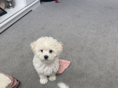 Adorable Female Maltipoo Puppy for Sale