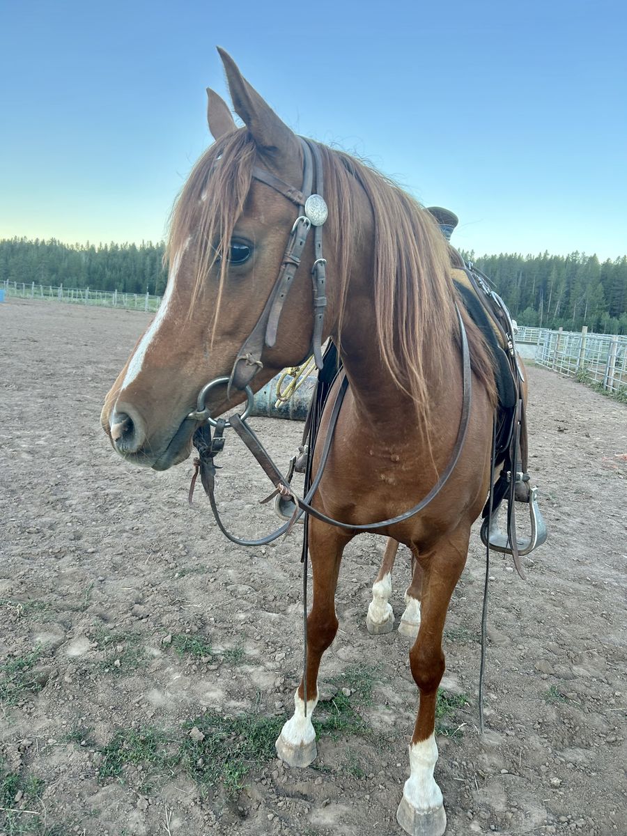 Must B May Purebred Papered Arabian Mare 10 Years Old