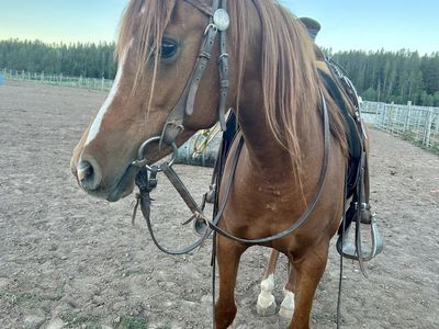 Must B May Purebred Papered Arabian Mare 10 Years Old