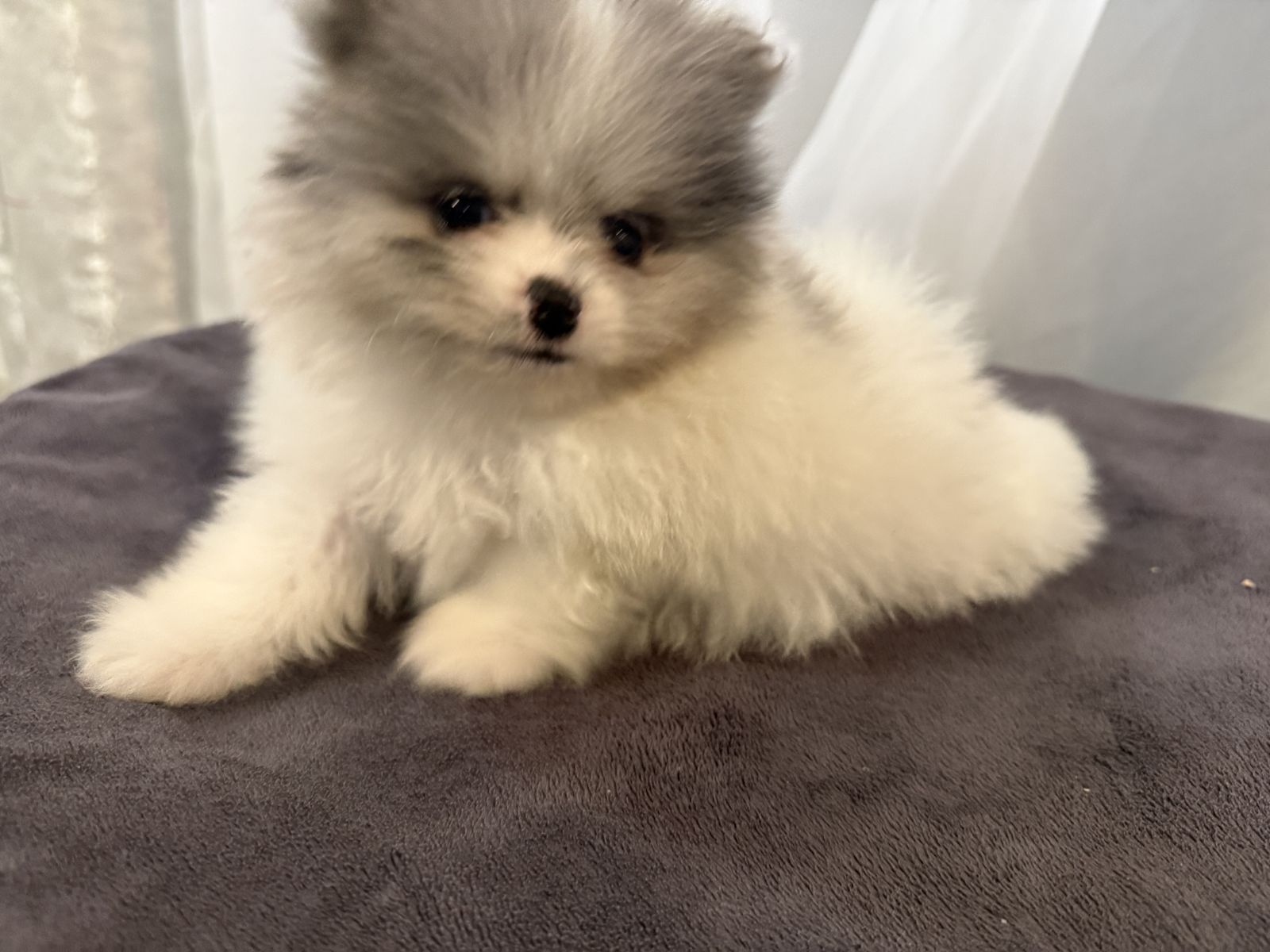 Male Toy AKC Pomeranian Puppy