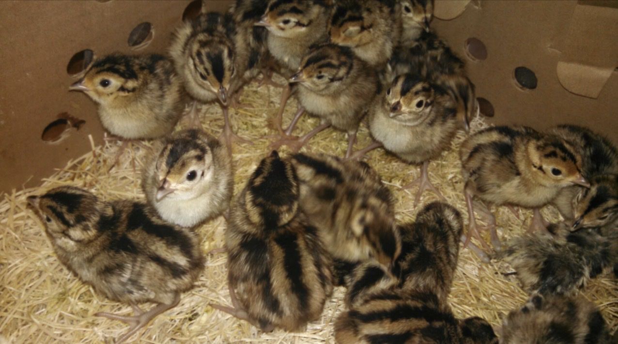 Rooster pheasants for sale
