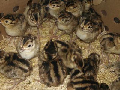 Rooster pheasants for sale