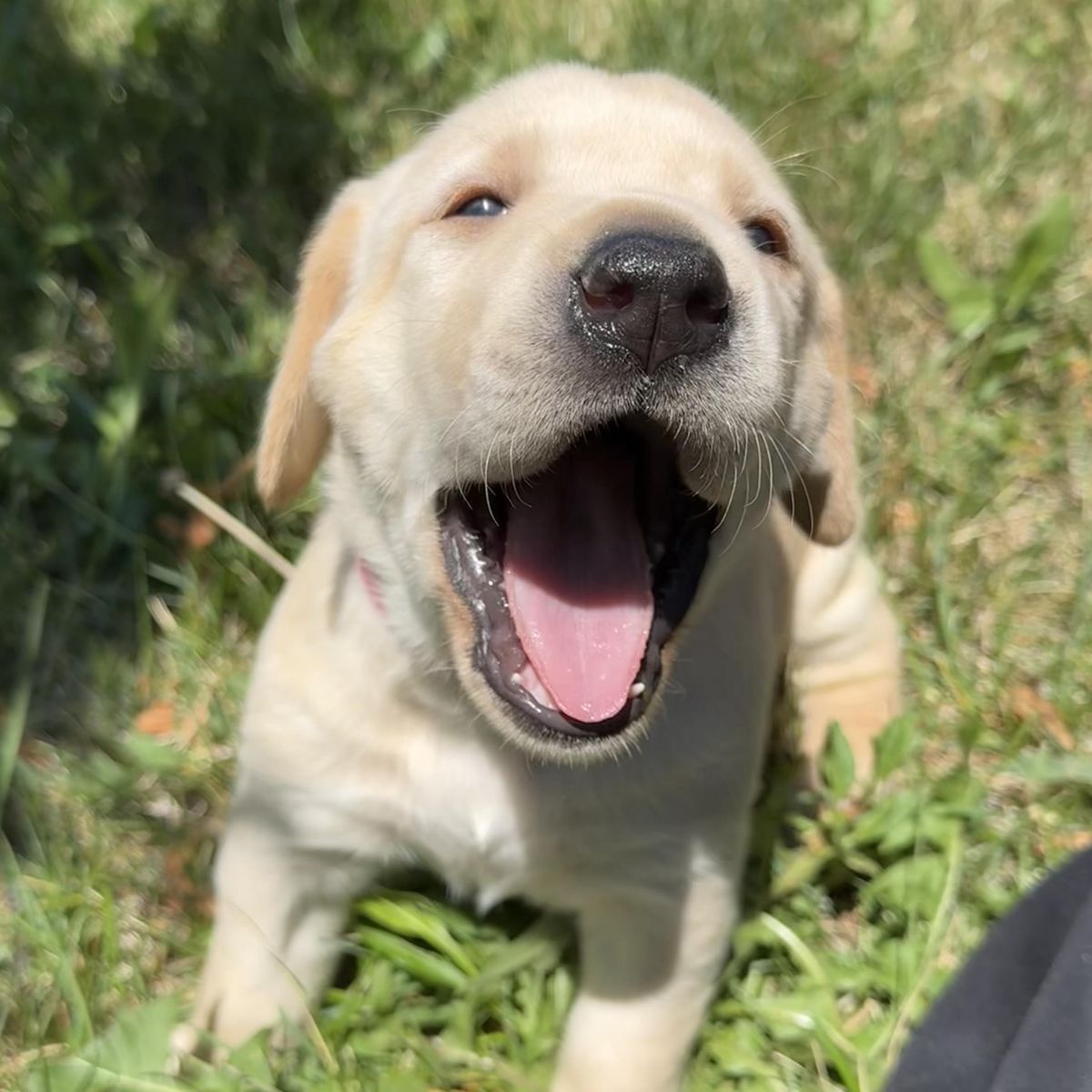 Versatile AKC Yellow & Fox Red Lab Puppies: Ready for Fall Hunting!