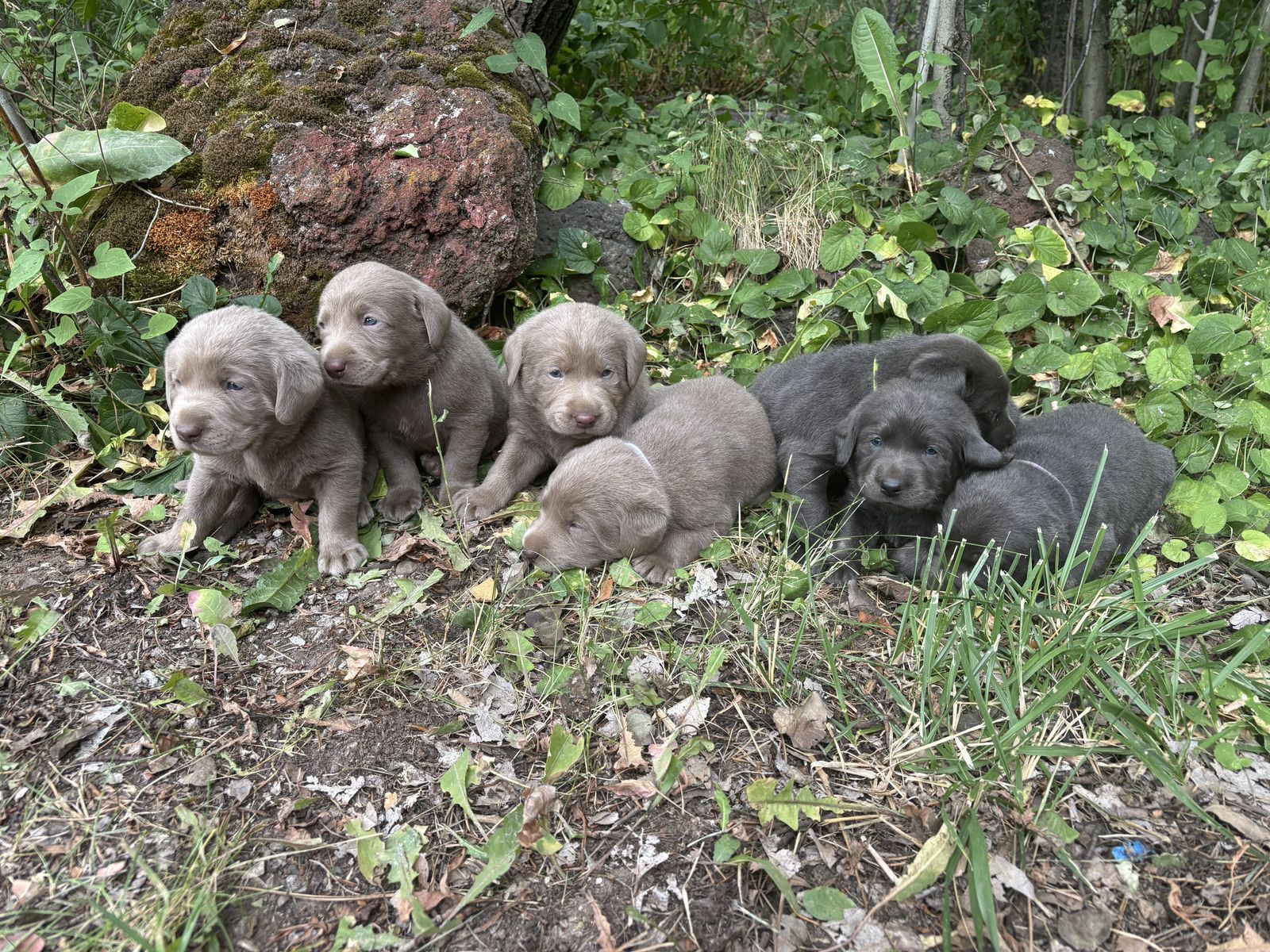 Silver / Charcoal Lab Puppies