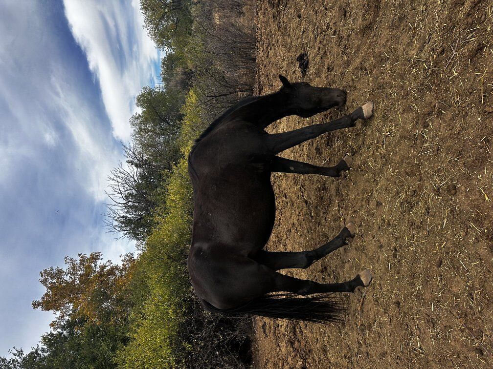 grade 5 yr old qh mare