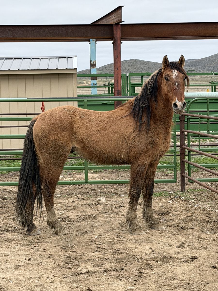 3 YO gelding