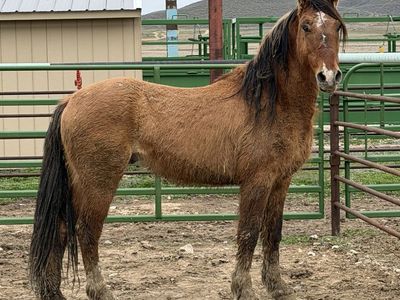 3 YO gelding