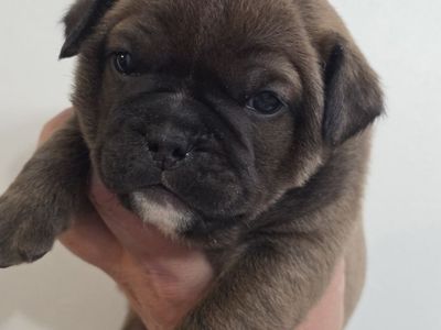 Olde English Bulldogs/Frenchie mix puppies