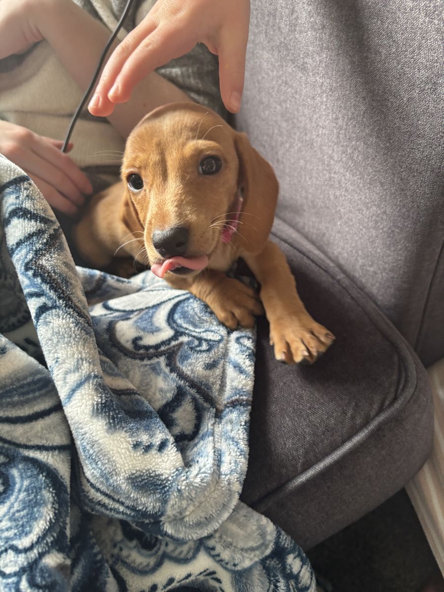 Mini Dachshund Puppy