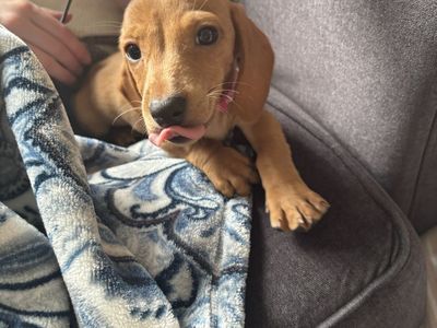 Mini Dachshund Puppy
