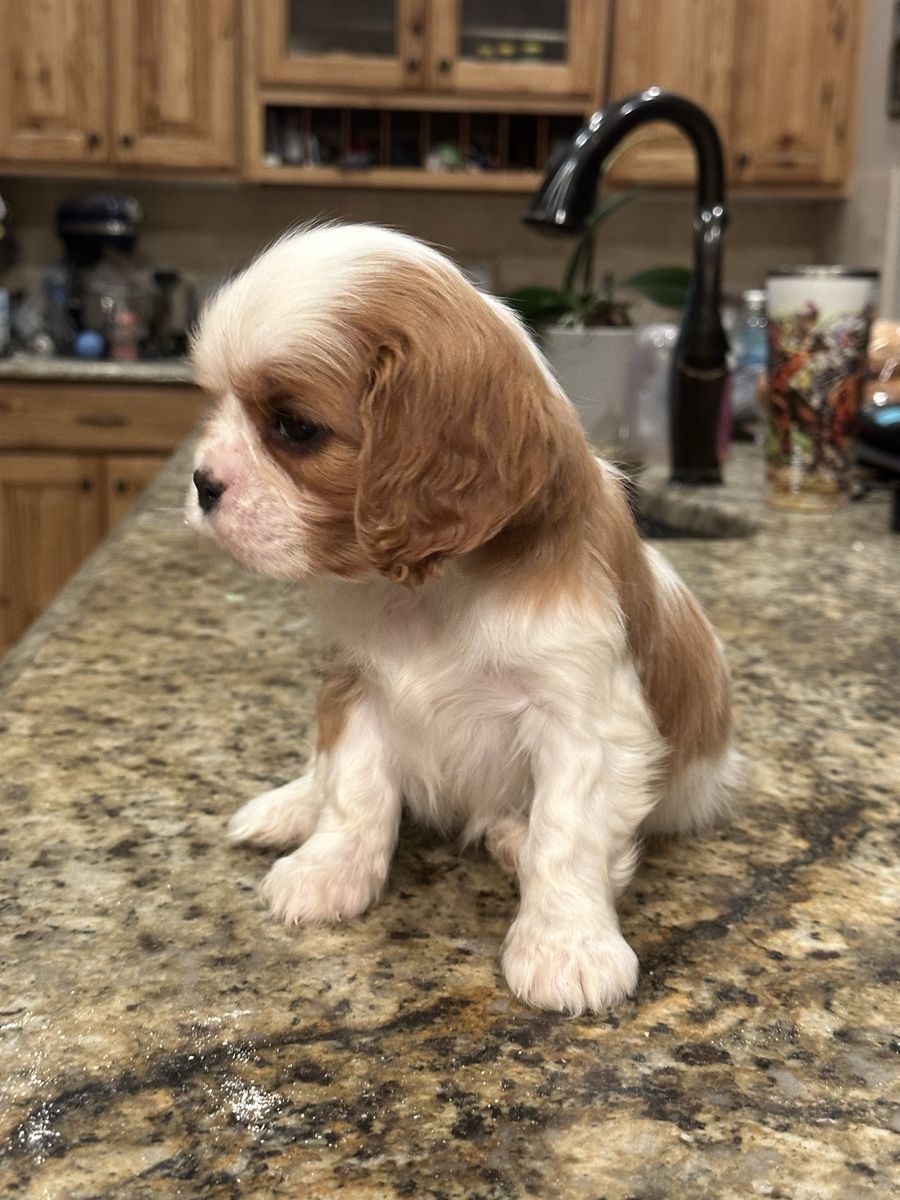 AKC Cavalier King Charles Spaniel male pup