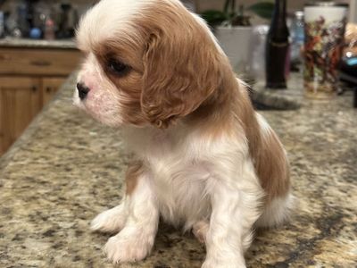 AKC Cavalier King Charles Spaniel male pup