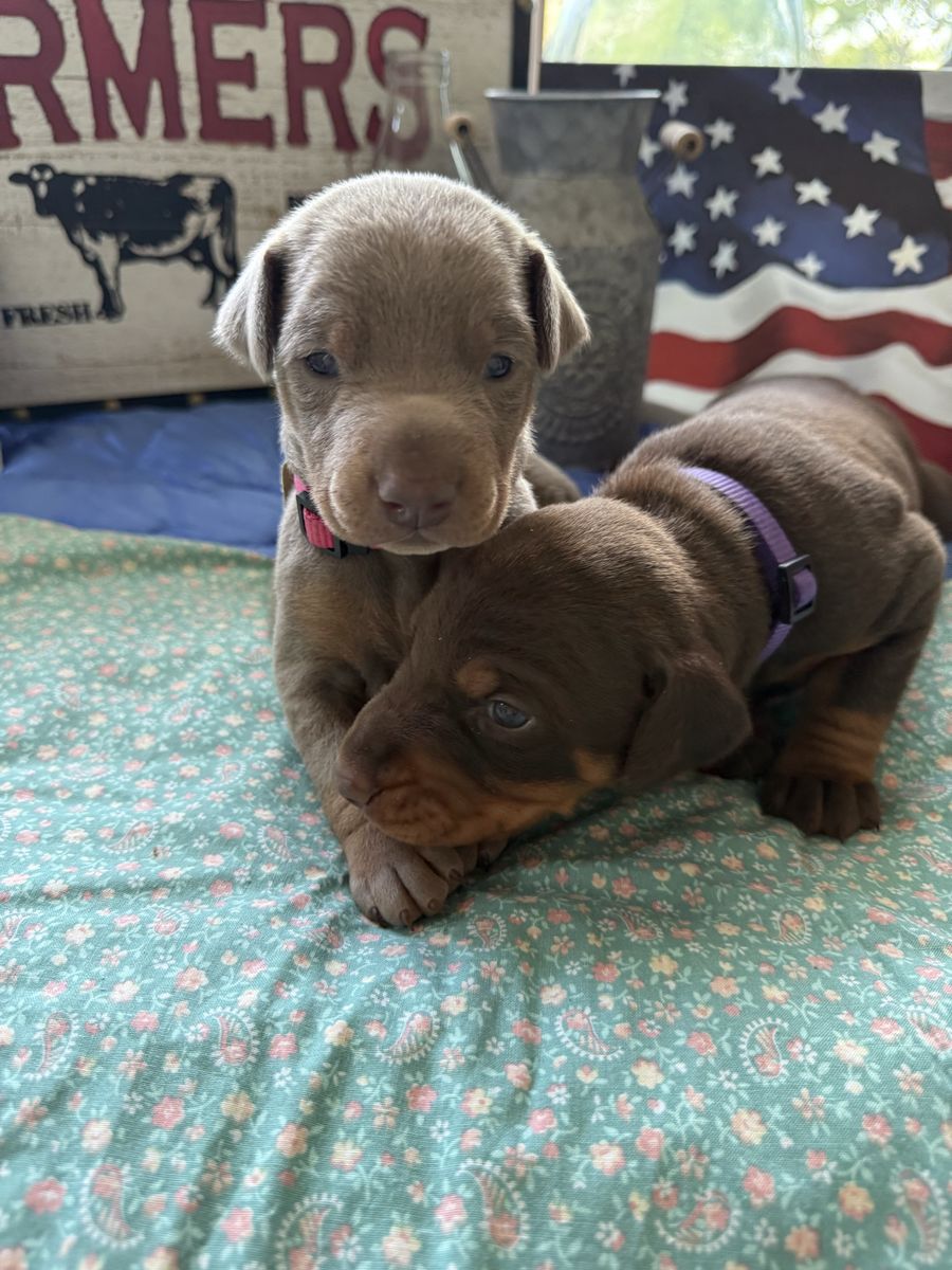 Country Team Doby's AKC Registered puppies