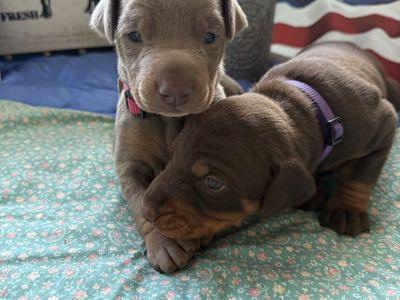 Country Team Doby's AKC Registered puppies