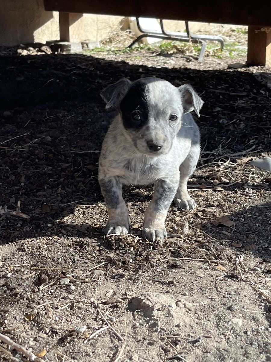 HEELER PUPS (MINI)   PRICE REDUCED! DELIVER POSSIBLY LET ME KNOW WHERE U R!