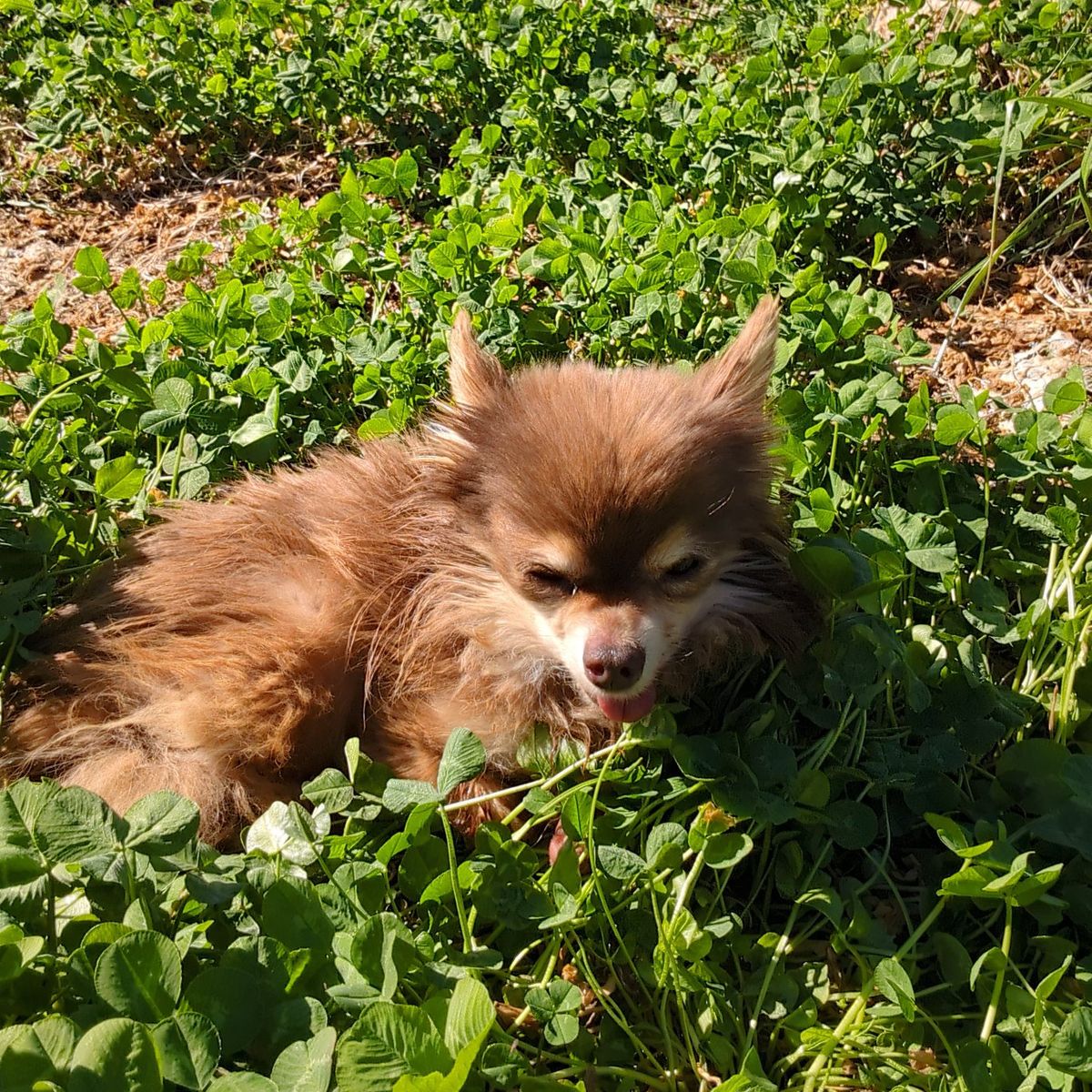 long hair Chihuahua. 14yo