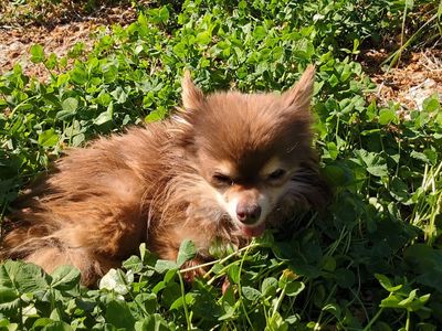 long hair Chihuahua. 14yo