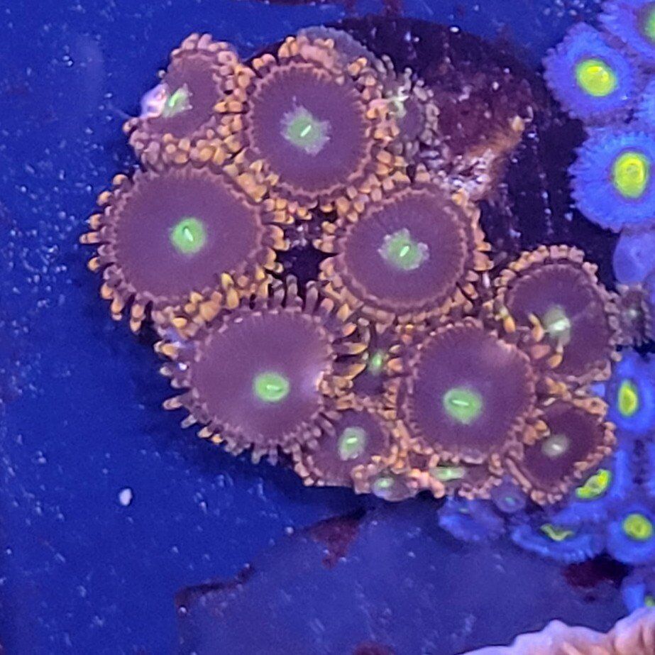 Bozo Zoas