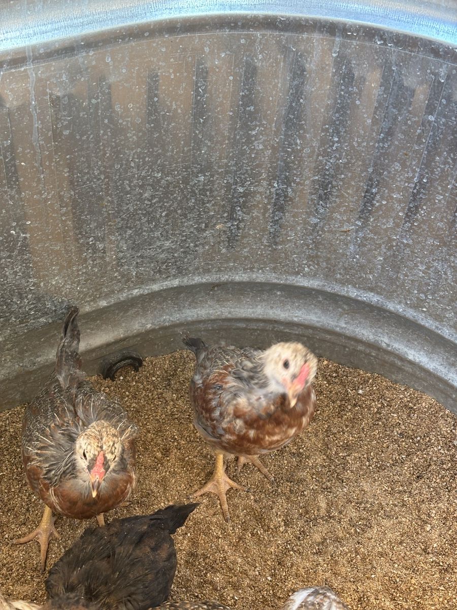 Two free roosters