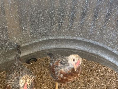 Two free roosters