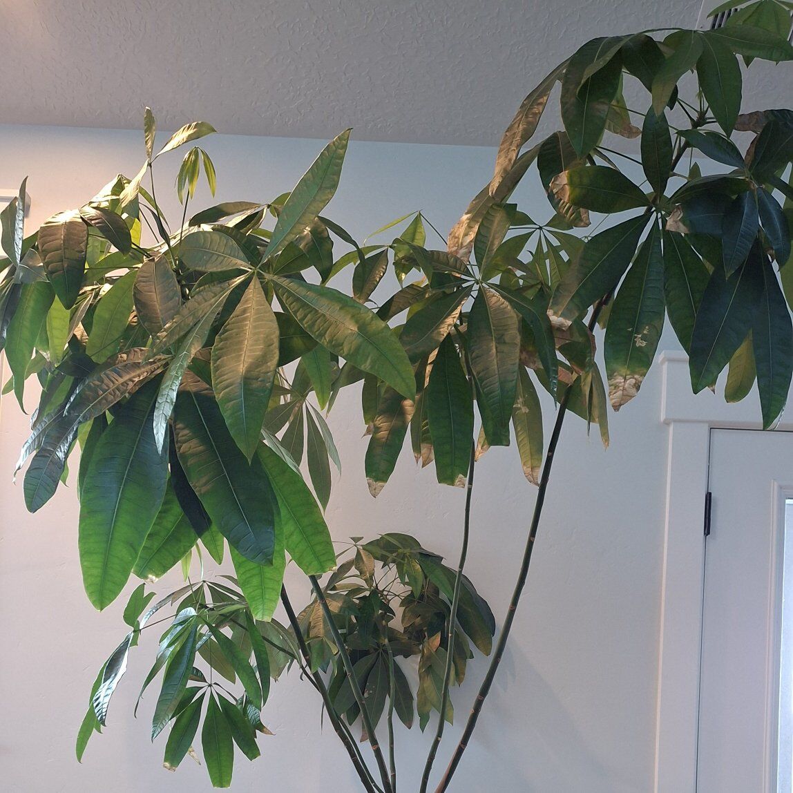Large indoor tree plant
