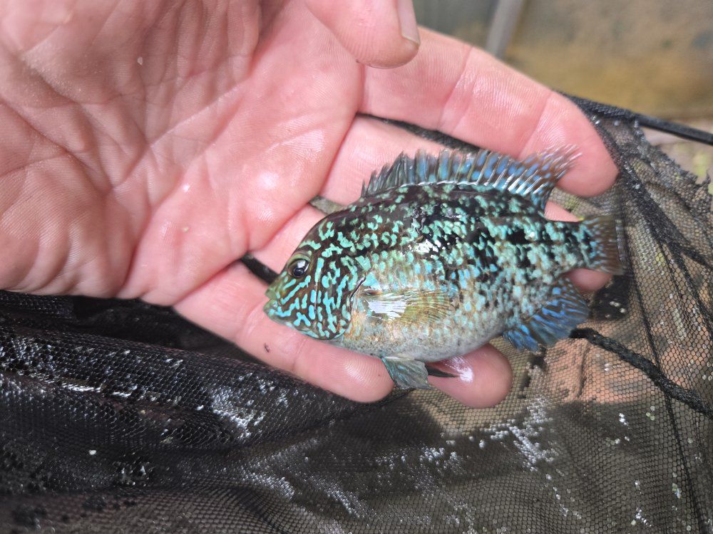 3 inch Super red Texas