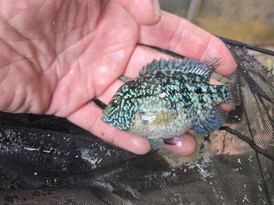 3 inch Super red Texas