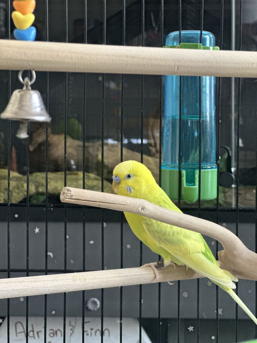 Male parakeet for sale