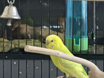 Male parakeet for sale