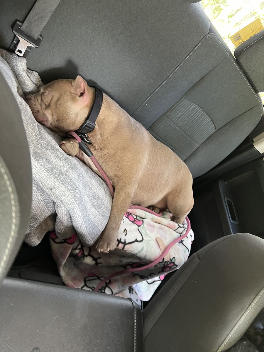 Pocket Bully