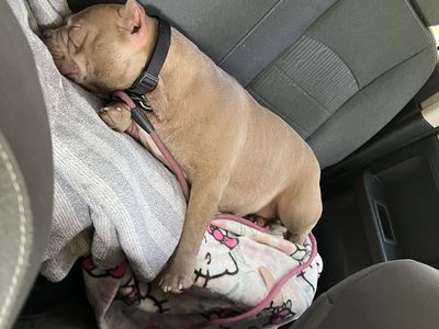 Pocket Bully