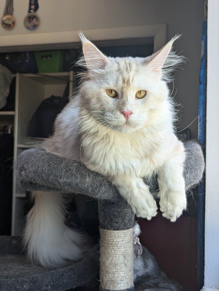 Purebred adult Maine Coon male cat *Neutered*